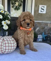 Scarlett - Mini, a female Miniature Goldendoodle for sale in Warsaw, NY – 1 of 4