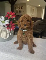 Rocky - Mini, a male Miniature Goldendoodle for sale in Warsaw, NY – 3 of 4