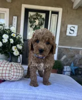 Sully - Mini, a male Miniature Goldendoodle for sale in Warsaw, NY – 2 of 4