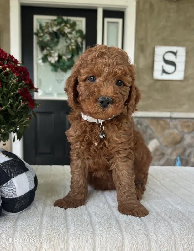 Hunter - Mini – Miniature Goldendoodle puppy for sale in Warsaw, NY