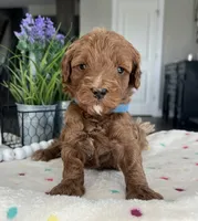 Brody - Medium, a male Goldendoodle for sale in Warsaw, NY – 2 of 3