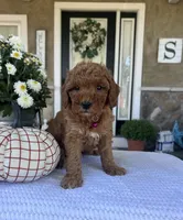 Sadie - Mini, a female Miniature Goldendoodle for sale in Warsaw, NY – 5 of 5