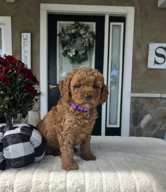 Harper - Mini – Miniature Goldendoodle puppy for sale in Warsaw, NY
