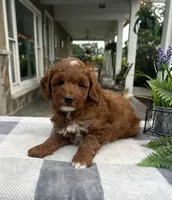 Cody - Mini, a male Miniature Goldendoodle for sale in Warsaw, NY – 3 of 3