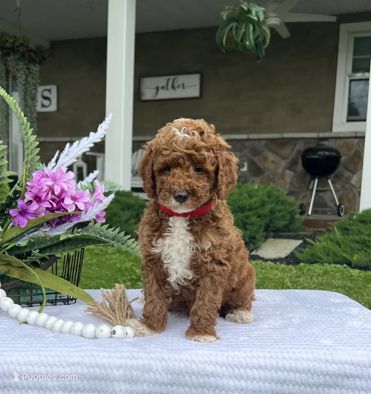 Cooper - Mini – Miniature Goldendoodle puppy for sale in Warsaw, NY