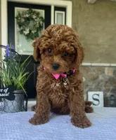 Zoey - Mini, a female Miniature Goldendoodle for sale in Warsaw, NY – 3 of 4