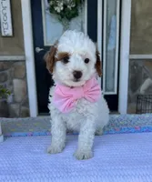 Maizy - Mini, a female Miniature Goldendoodle for sale in Warsaw, NY – 3 of 4