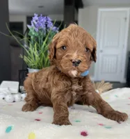 Brody - Medium, a male Goldendoodle for sale in Warsaw, NY – 3 of 3