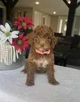 River - Mini, a female Miniature Goldendoodle for sale in Warsaw, NY – 1 of 5