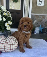 Stella - Mini, a male Miniature Goldendoodle for sale in Warsaw, NY – 3 of 4