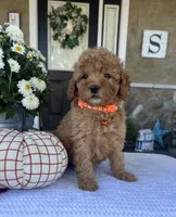 Scarlett - Mini, a female Miniature Goldendoodle for sale in Warsaw, NY – 4 of 4