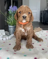 Blaze - Medium, a male Goldendoodle for sale in Warsaw, NY – 3 of 3