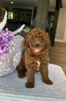 Gage - Mini, a male Miniature Goldendoodle for sale in Warsaw, NY – 4 of 4