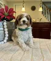 Leo - Mini, a male Miniature Goldendoodle for sale in Warsaw, NY – 3 of 4