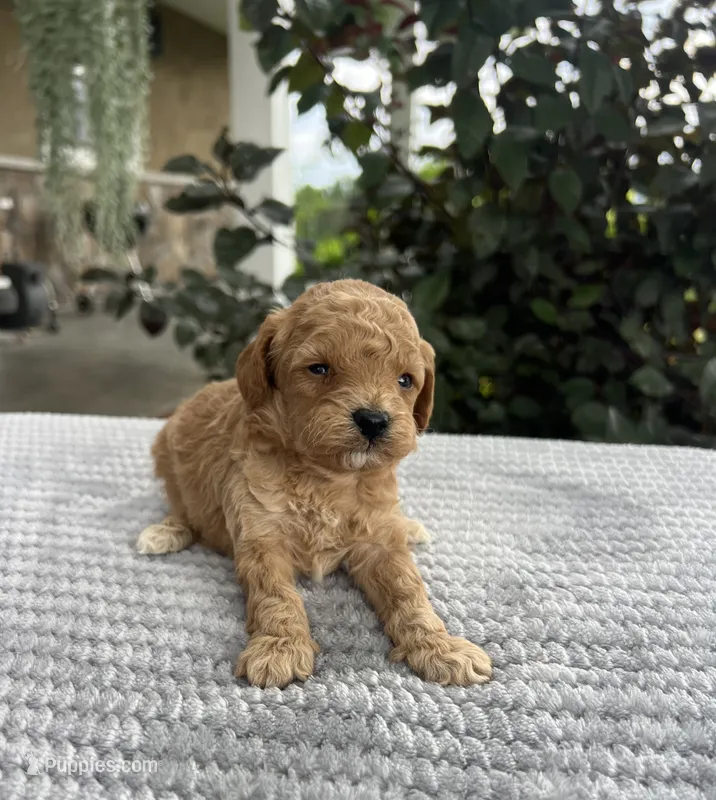 Loki - Mini – Miniature Goldendoodle puppy for sale in Warsaw, NY