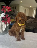 Ruby, a female Miniature Goldendoodle for sale in Warsaw, NY – 4 of 4