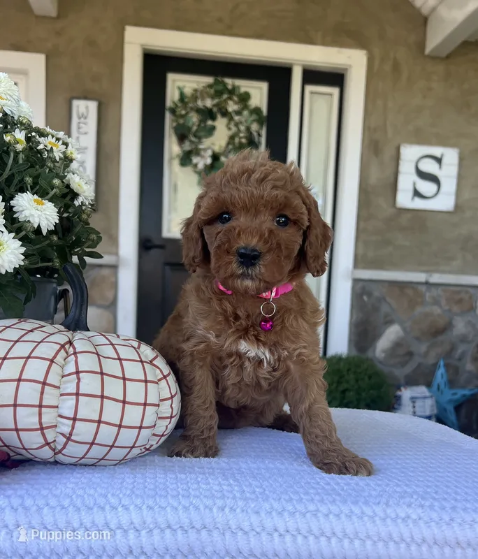Sadie - Mini – Miniature Goldendoodle puppy for sale in Warsaw, NY