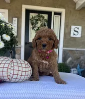 Sadie - Mini, a female Miniature Goldendoodle for sale in Warsaw, NY – 1 of 5