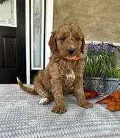 Luna - Medium, a female Goldendoodle for sale in Warsaw, NY – 3 of 3