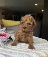Zara - Mini, a female Miniature Goldendoodle for sale in Warsaw, NY – 3 of 3
