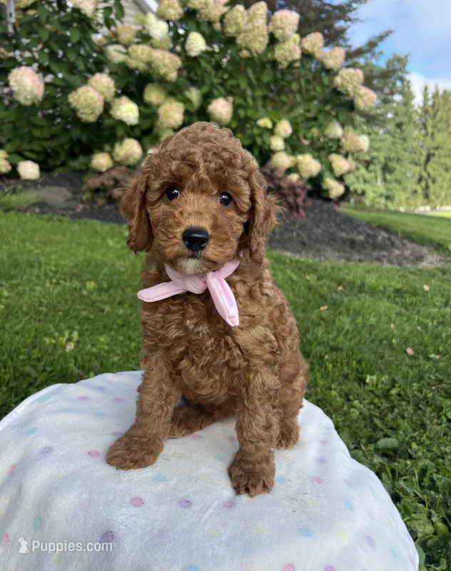 Hazel - Mini – Miniature Goldendoodle puppy for sale in Warsaw, NY