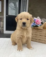 Dakota, a male Golden Retriever for sale in Warsaw, NY – Photo 2 of 4