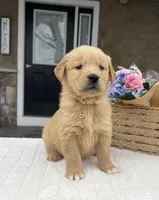 Dakota, a male Golden Retriever for sale in Warsaw, NY – Photo 3 of 4