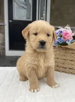 Dakota, a male Golden Retriever for sale in Warsaw, NY – Photo 1 of 4
