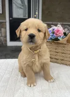 Dakota, a male Golden Retriever for sale in Warsaw, NY – Photo 4 of 4
