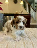 Leo - Mini, a male Miniature Goldendoodle for sale in Warsaw, NY – 4 of 4