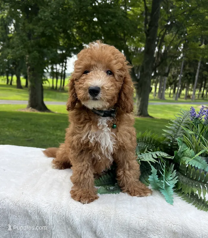 George - Mini – Miniature Goldendoodle puppy for sale in Warsaw, NY