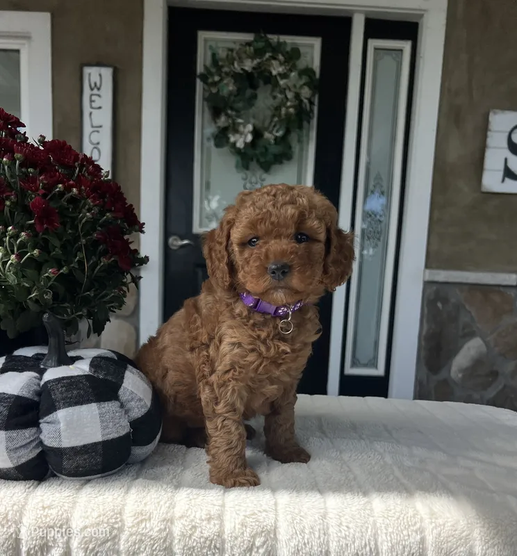 Harper - Mini – Miniature Goldendoodle puppy for sale in Warsaw, NY