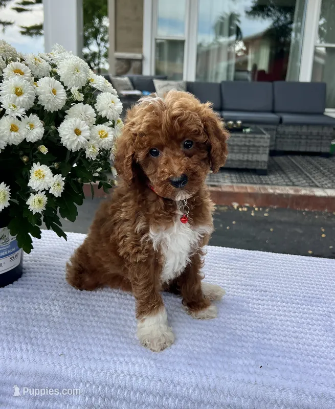 Archer - Mini – Miniature Goldendoodle puppy for sale in Warsaw, NY