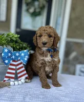 Wade - Medium, a female Goldendoodle for sale in Warsaw, NY – 2 of 4