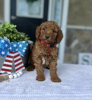Walker - Medium, a female Goldendoodle for sale in Warsaw, NY – 3 of 4