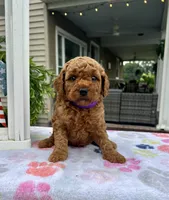 Harper - Mini, a female Miniature Goldendoodle for sale in Warsaw, NY – 2 of 4