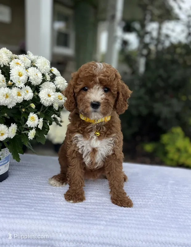 Addison - Mini – Miniature Goldendoodle puppy for sale in Warsaw, NY