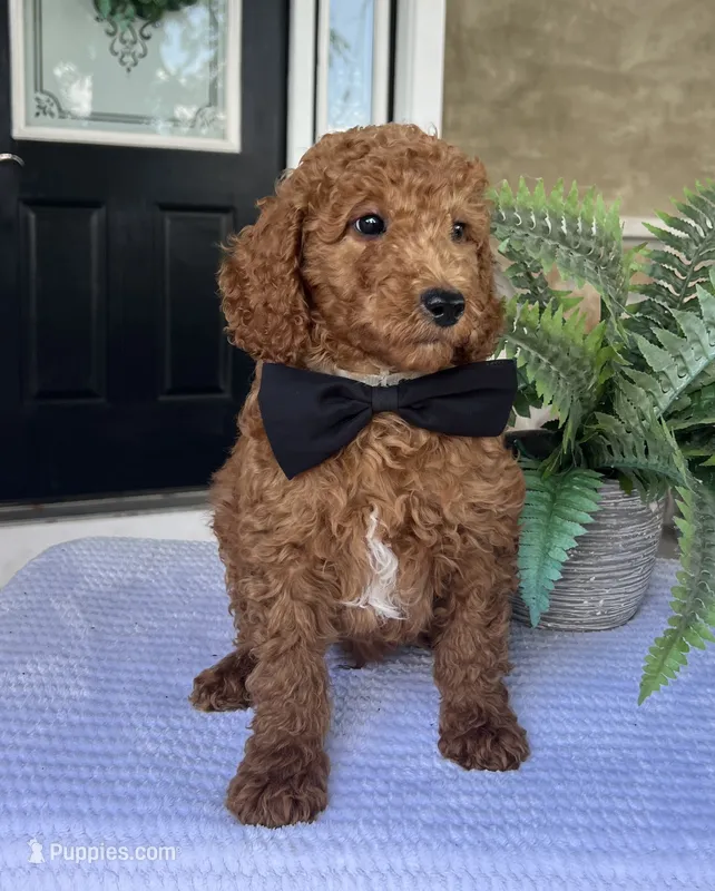 Winston - Medium – Goldendoodle puppy for sale in Warsaw, NY