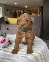 Zuess - Mini, a female Miniature Goldendoodle for sale in Warsaw, NY – 4 of 4