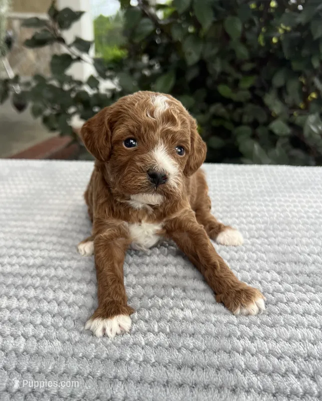 Luna - Mini – Miniature Goldendoodle puppy for sale in Warsaw, NY