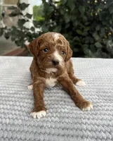 Luna - Mini, a female Miniature Goldendoodle for sale in Warsaw, NY – 1 of 3