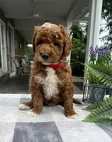Cooper - Mini, a male Miniature Goldendoodle for sale in Warsaw, NY – 3 of 3