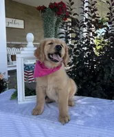 Bella, a female Golden Retriever for sale in Warsaw, NY – 4 of 6
