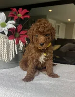 Ruby, a female Miniature Goldendoodle for sale in Warsaw, NY – 2 of 4