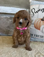Bailey - Medium, a female Goldendoodle for sale in Warsaw, NY – 4 of 4