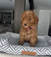 Abbie - Mini, a female Miniature Goldendoodle for sale in Warsaw, NY – Photo 3 of 4