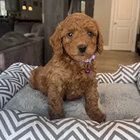 Ava - Mini, a female Miniature Goldendoodle for sale in Warsaw, NY – Photo 5 of 5