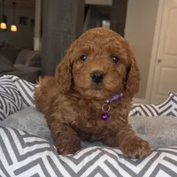 Ava - Mini, a female Miniature Goldendoodle for sale in Warsaw, NY – Photo 2 of 5