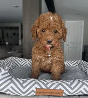 Abbie - Mini, a female Miniature Goldendoodle for sale in Warsaw, NY – Photo 4 of 4