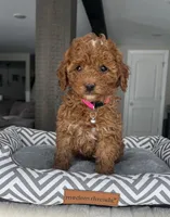 Abbie - Mini, a female Miniature Goldendoodle for sale in Warsaw, NY – Photo 2 of 4